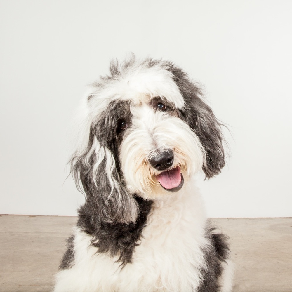 Meet your Posher, Marsha